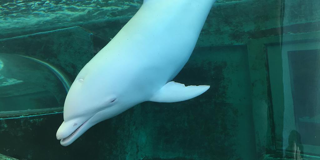 #Dolphins like Angel are hunted and sold into captivity. WAZA stays silent.  RT to #shameWAZA bit.ly/AFD_6
