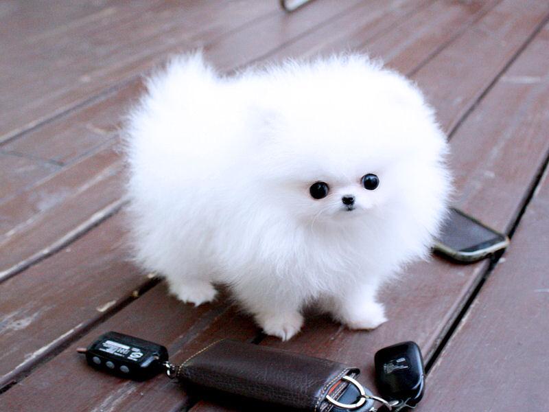 OMGG SO CUTE! RT if you think I should get a toy Poodle or FAV if you think I should get a toy Pomeranian