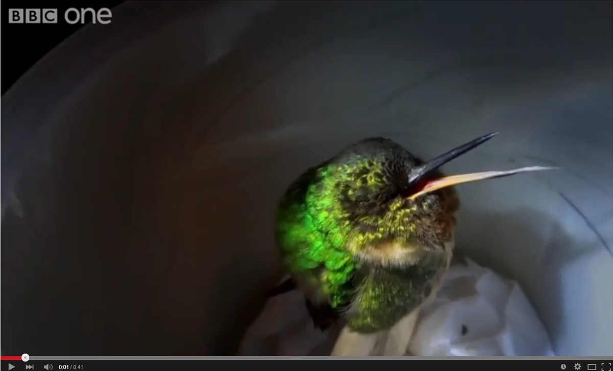 j_bernhelm's tweet photo. snoring hummingbird!
https://t.co/6PZQdyliZd http://t.co/3Y1ALD3oQR