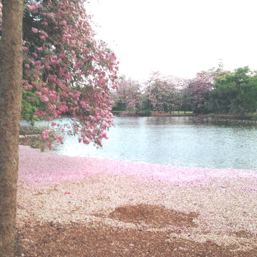 lingjaidee's tweet photo. บอกเลยตอนนี้สวนรถไฟโรแมนติกมากกกกก ;) http://t.co/LVlvu95A0K