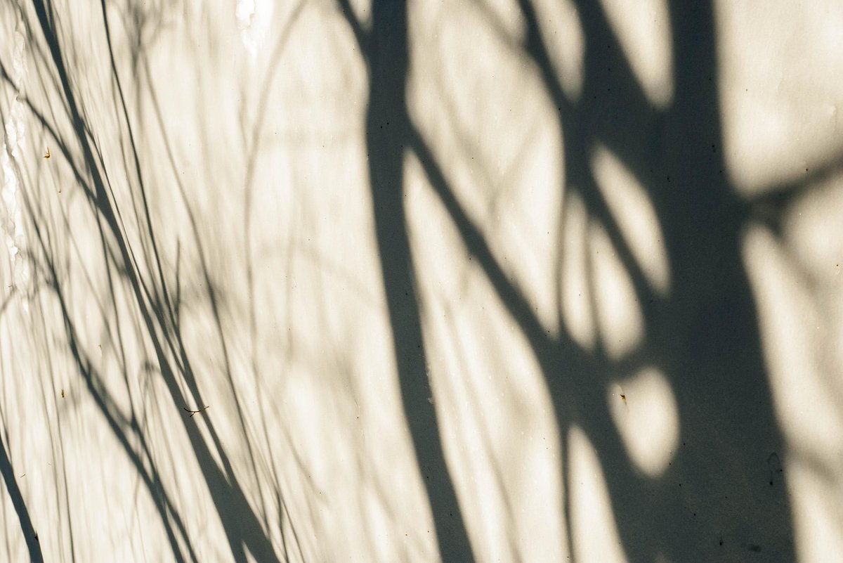 SeanPartin's tweet image. Snow Shadow 024.