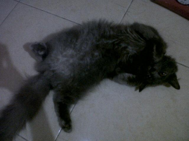 Rahmaprastiyo's tweet photo. http://t.co/iByv2EGpnQ