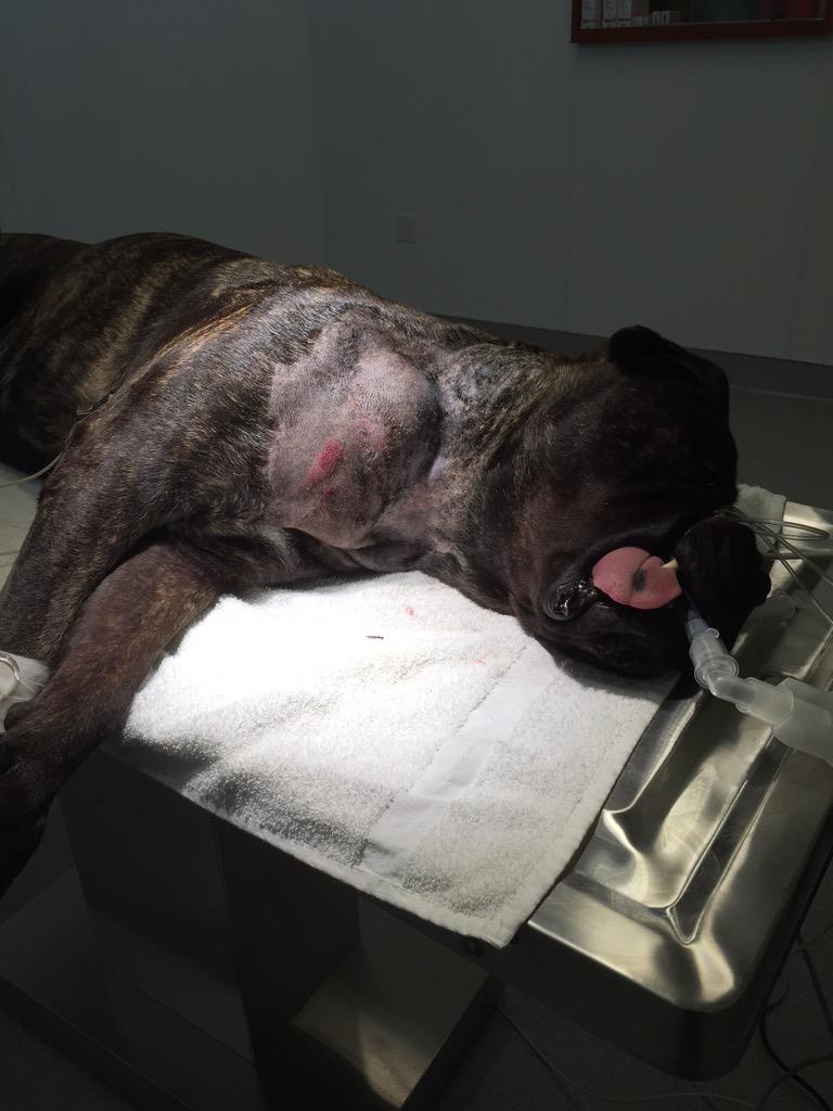 Vetmed's tweet image. First surgery at my new job. I totally rocked this mass removal! 💉 #veterinarytech