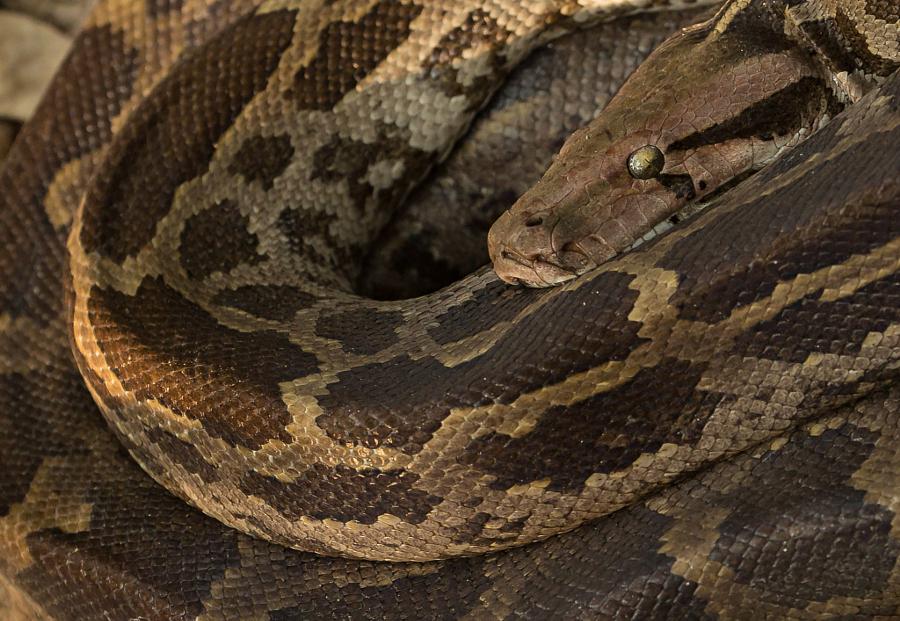 CoverGap's tweet image. Indian rock ... - covergap.com/indian-rock-py… #2014 #BandhavgarhNationalPark #InidanRockPython #PythonMolurus
