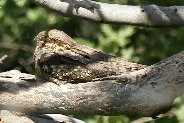 Christina Ieronymidou (@cieronymidou) on Twitter photo Secret lives of Nightjars bit.ly/1EEKIFC <a href="/KatrinaSharps/">Katrina Sharps</a> writes in #theBOUblog Paper @ bit.ly/1EELP80 Secret lives of Nightjars bit.ly/1EEKIFC <a href="/KatrinaSharps/">Katrina Sharps</a> writes in #theBOUblog Paper @ bit.ly/1EELP80