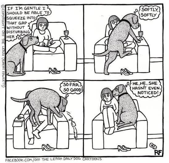 Every dog owner will have experienced this, I'm sure...