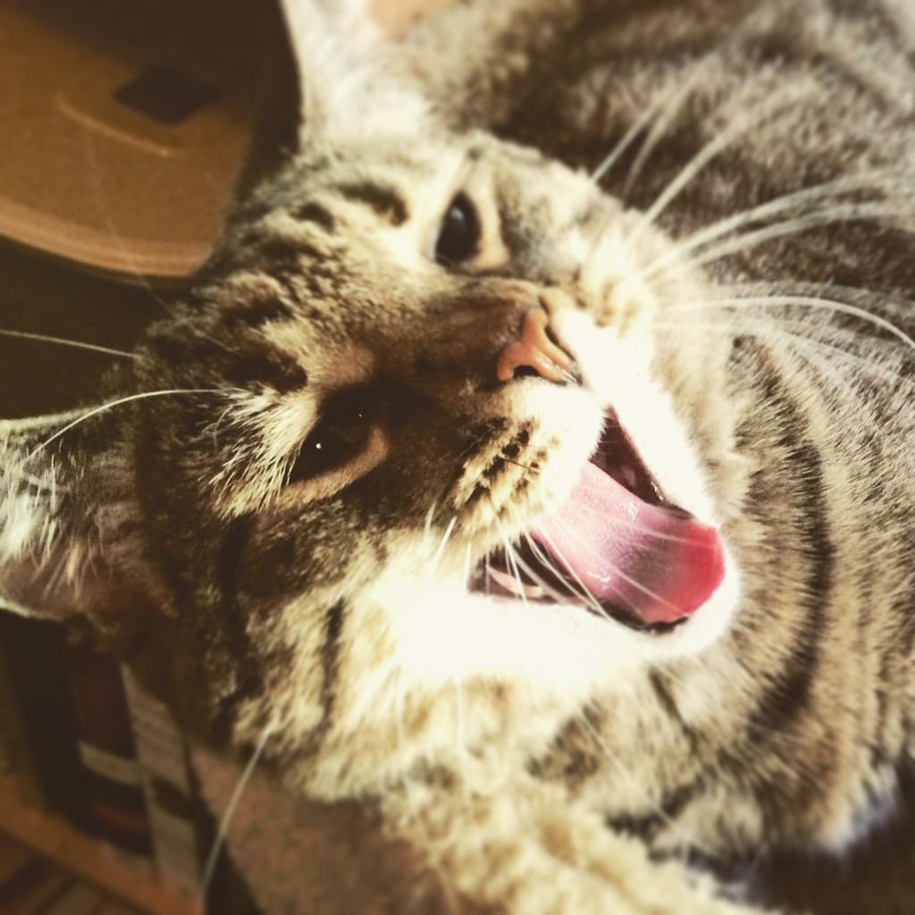 fmouthedfelines's tweet photo. It should never NOT be nap time. #yawn #tuesdaytruth #catswiththeirtonguesout http://t.co/0N7tJkTH7Z