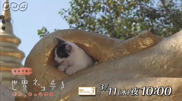 なんだこの癒しは！ 『世界ネコ歩き』チェンマイ編の“猫×仏像”に