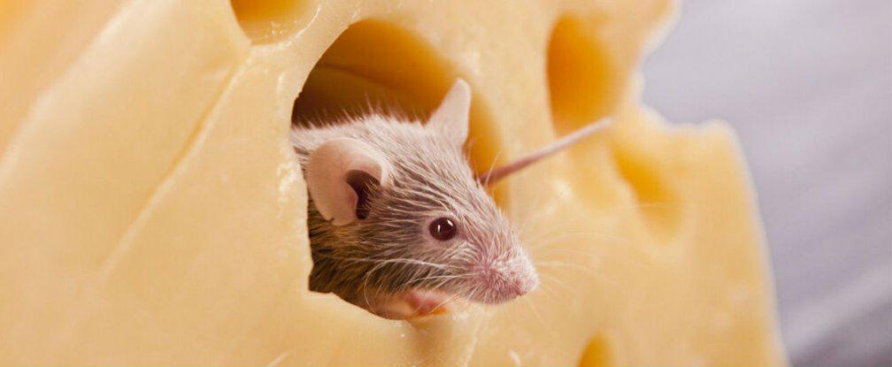 miarozen's tweet image. Scientists insert #happy memories into the brains of sleeping mice

sciencealert.com/scientists-ins…