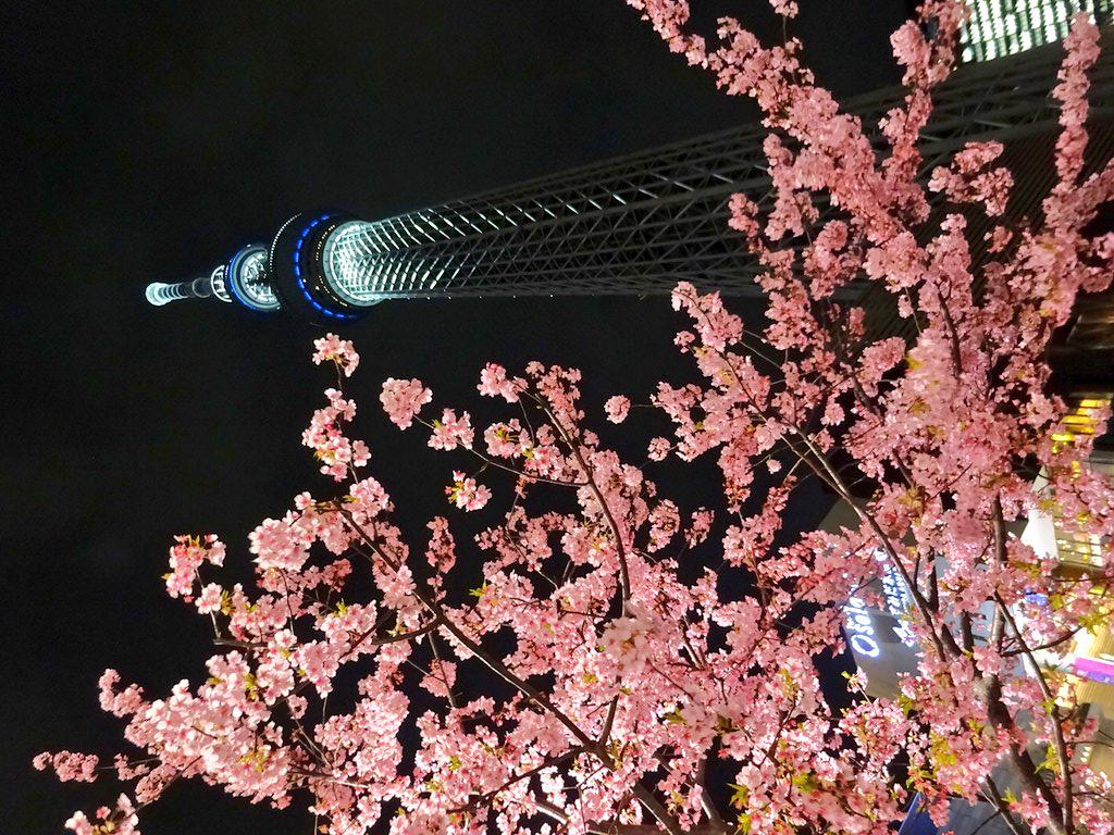 すえきち スカイツリーの河津桜がそろそろ満開 Http T Co 9urwao0zvh