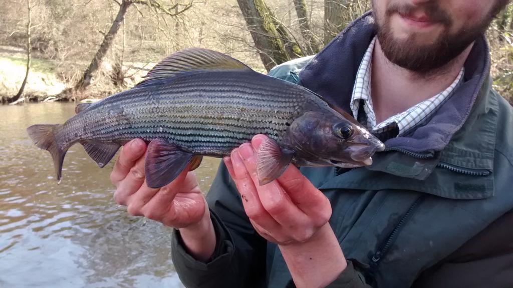 Britains Hidden Fishes tweet media