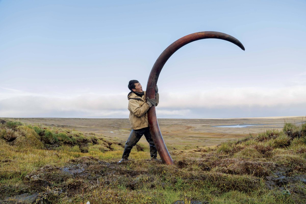 AsapSCIENCE's tweet photo. A pristine mammoth tusk can fetch $250/lb in Siberia, where they are found in riverbeds. http://t.co/m34bGQPzC5 http://t.co/LclNCsgs21