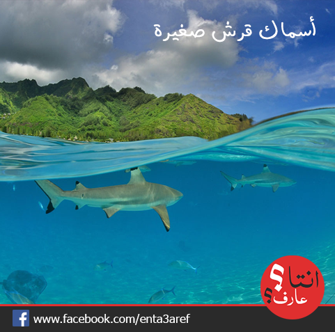 enta3aref's tweet photo. #أسماك #قرش صغيرة

#انتا_عارف؟
#معلومه #مفيدة #غرائب #صور #من_كل_الدنيا http://t.co/hU0iextJmw