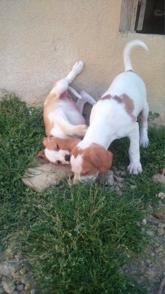 Ya van cogiendo forma las cachorras. Si todo va bien este año detras de los conejos. #ilusión #CazaSí