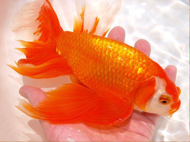 にくりゅう on X