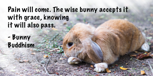 bunnybuddhism tweet picture