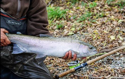 FishDrift's tweet image. Throwback to the Fall. Caught by @DrylineSteel Ontario Steelhead.