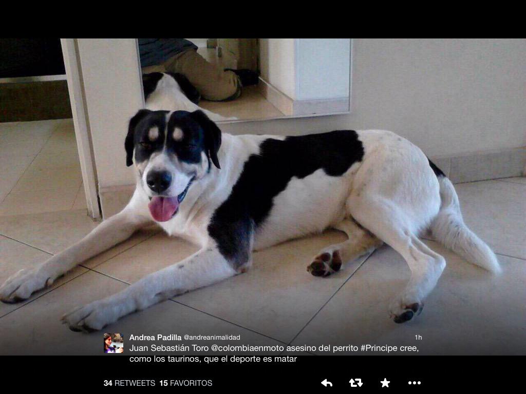 claramarks's tweet photo. @refugioenalerta  all our thoughts are with #Principe the dog who was victim of #sebastiantoro SHAME for Rally! http://t.co/hq3cL5RJye