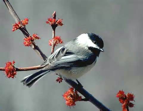 BioscienceMTA's tweet image. Happy Day 2 of Bio Week! Heard the birds singing today - spring is coming :)  Hope everyone has a great day!