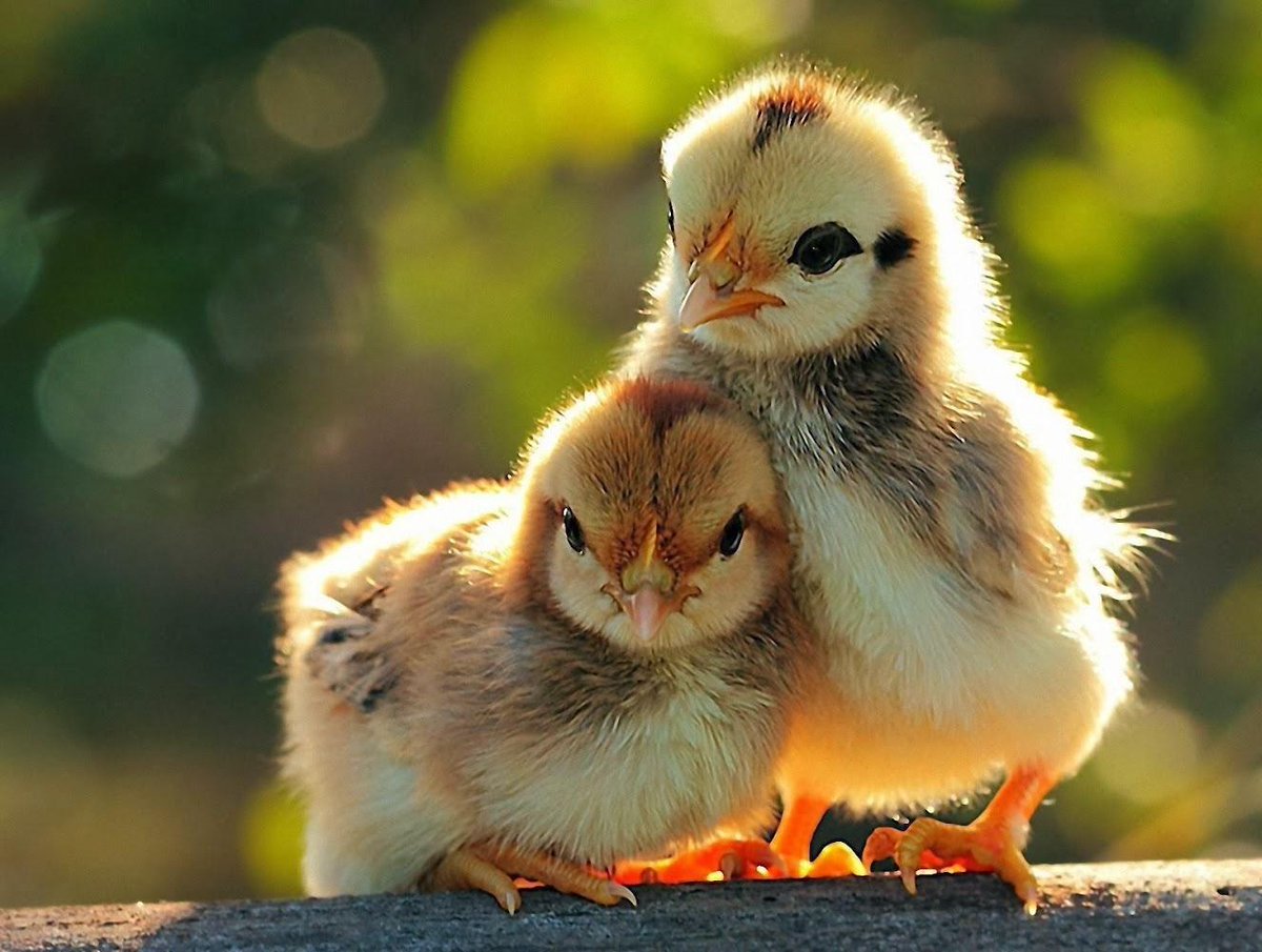 Baby Chicks :)