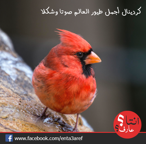 enta3aref's tweet photo. #كردينال أجمل #طيور العالم صوتا وشكلا
#انتا_عارف؟
#معلومه #م��يدة #غرائب #صور #من_كل_الدنيا http://t.co/uwk08fVArF