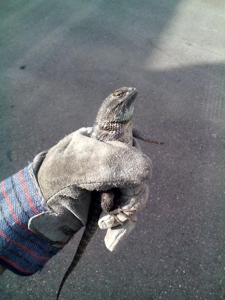 junk_phoenix's tweet photo. Our customers are usually impressed with our work. This lil guy we came across does not appear to be. http://t.co/rCdH16sPEa