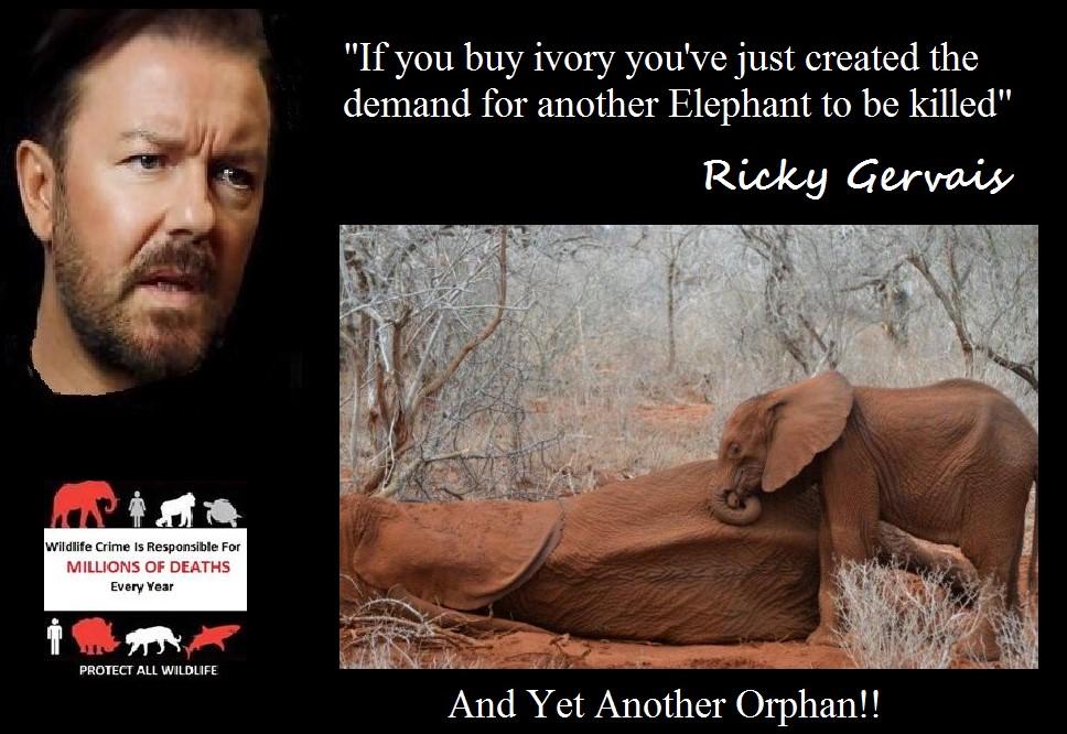 Poaching Doesn't Just Leave Dead #Elephants, It Also Leaves Orphans!! #DontBuyIvory @rickygervais