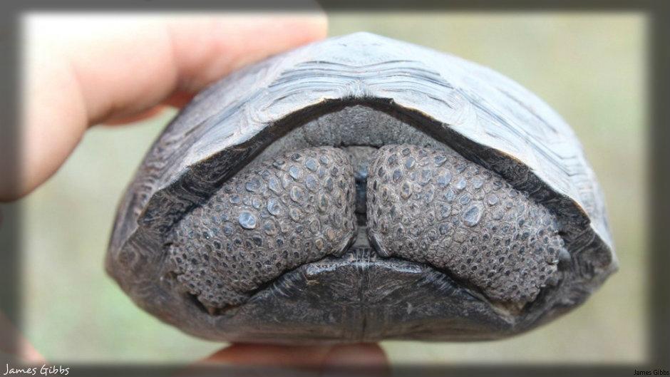 DanRavenEllison's tweet photo. “@Greenpeace: 1st time in almost all our lifetimes giant tortoises born on Galapagos! http://t.co/4KBGR1Vo8D http://t.co/zST80Hep8I” Awesome