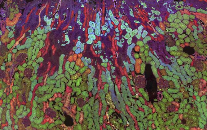 MicroscopySoc's tweet image. Take a look at some stunning #micrographs from the Wellcome Images Awards 2015 bit.ly/1D0RuXf