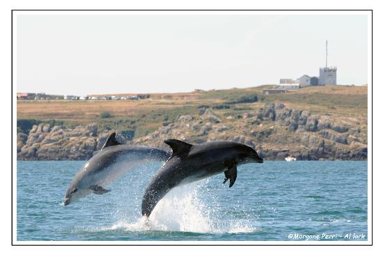 le 28 mars, embarquez de nouveau avec Al Lark à la rencontre des dauphins de la Baie de Cancale !!!!!