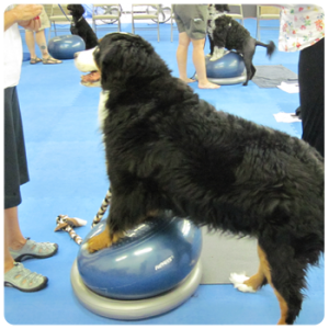 PetEgoMX's tweet photo. Obediencia Con las herramientas de formación FitPAWS #Patrocinador Haga que su perro ponga toda su atención en usted https://t.co/H4ymCaAjKP