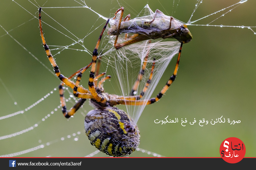 enta3aref's tweet photo. صورة لكائن وقع فى #فخ #العنكبوت
#انتا_عارف؟
#معلومه #مفيدة #غرائب #صور #من_كل_الدنيا http://t.co/LTCJr5uLxl