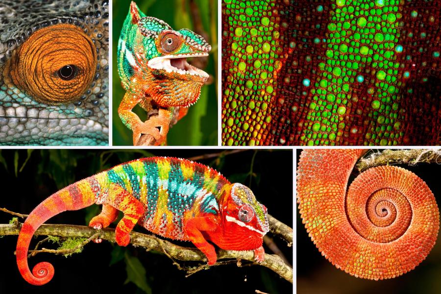 Giftgrün, knallrot oder bunt gemustert: darum können chamäleons ihre