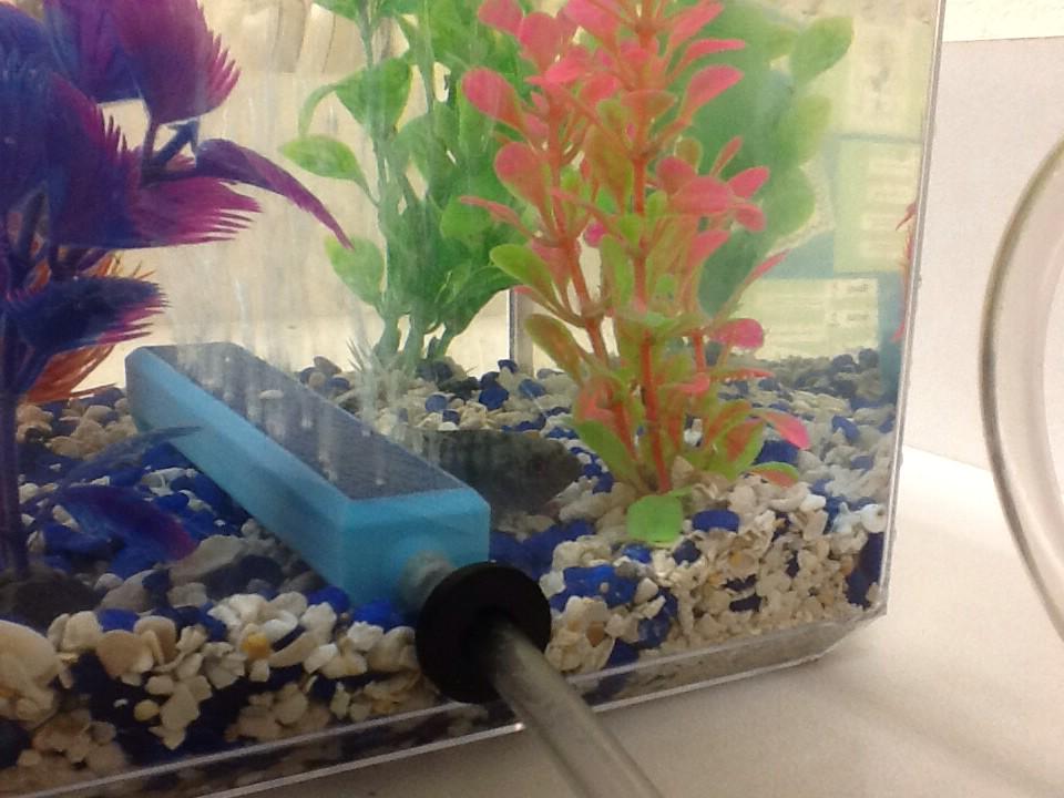 cornn_david's tweet photo. Uno the lone tilapia is still here. #solofish
@bluessoul2  @Emma_Griffin7  @tammieanderson @vtiplow http://t.co/g8pBWp3ruH