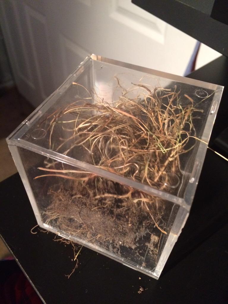 KyleDeel's tweet photo. Haha I still have grass from my junior year I dug up from Braves field. #ForCoachT #DeadAF http://t.co/Uq9Vu993ui