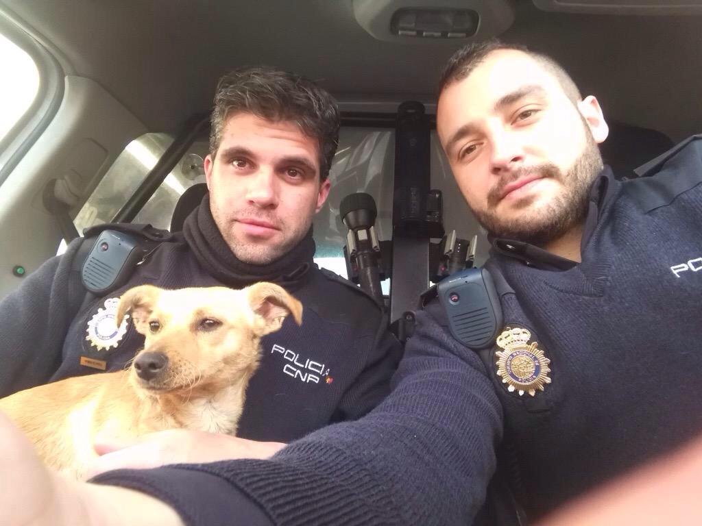 policia's tweet photo. Chicas y gays: ¡es la perra la que se adopta! "@APDACops: Viriata y sus dos ángeles  http://t.co/44vN94AvQl @policia http://t.co/FaOjpZNOnX"