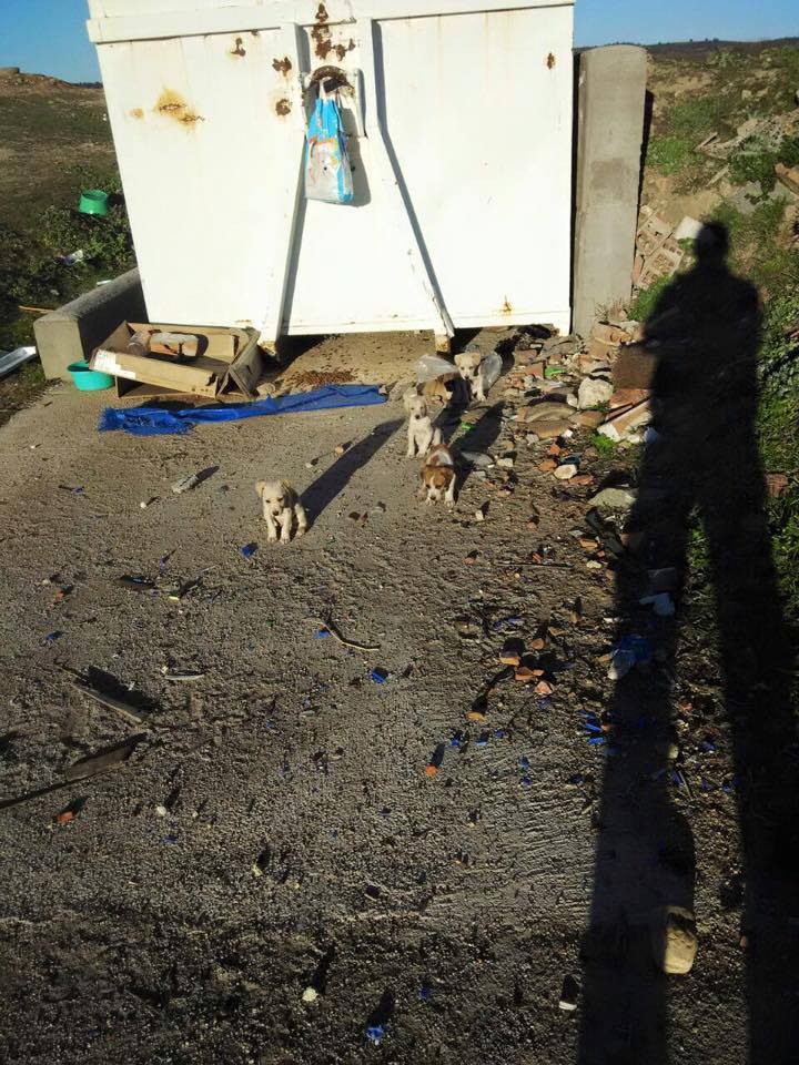 vai3333's tweet photo. 5 cachorritos abandonados en un vertedero... Nadie les esta dando de comer!! https://t.co/w78Yjzyqhq #MADRID ESPAÑA http://t.co/UrlRj5qg6r