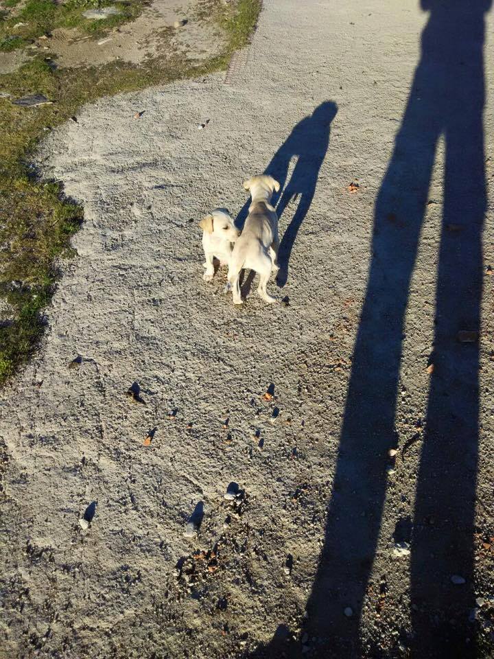 vai3333's tweet photo. 5 cachorritos abandonados en un vertedero... Nadie les esta dando de comer!! https://t.co/w78Yjzyqhq #MADRID ESPAÑA http://t.co/UrlRj5qg6r