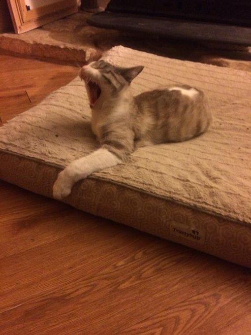 I woke him up 😜😼😹💤 http://t.co/Zo1yzPsbCj<a href="/tag/beautiful"class="tags"><span>#beautiful</span></a><a href="/tag/littleblackdress"class="tags"><span>#littleblackdress</span></a>