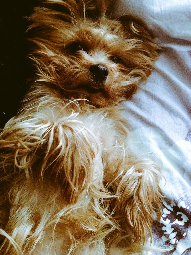 SysoevCa's tweet image. 