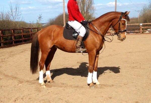 LucrorSH's tweet image. Beautiful Olly, 4yo KWPN gelding by Quality Time, stunning paces and spot on conformation! Real age class contender