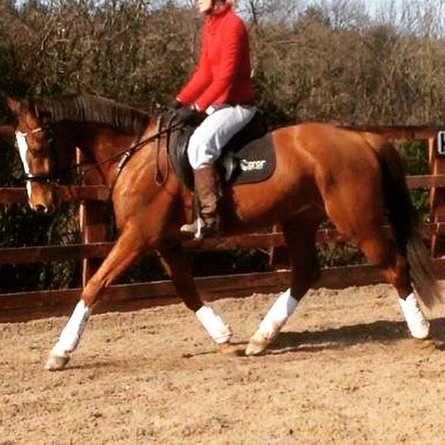 LucrorSH's tweet image. Beautiful Olly, 4yo KWPN gelding by Quality Time, stunning paces and spot on conformation! Real age class contender