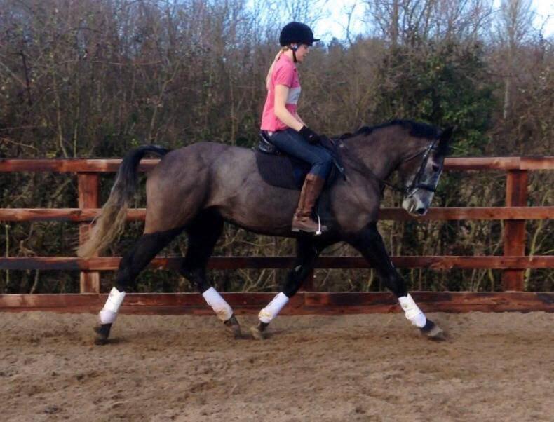 LucrorSH's tweet image. Cora 16hh 6yo mare, a real sweetie with a huge trot and a jump to match!