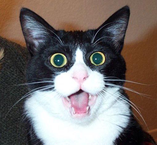 Zubie's tweet photo. OMG THE NFL IS TOTALLY INSANE RIGHT NOW. DAFUQ!!  I. CANT. EVEN. NFL please. STAHP!! http://t.co/3GllGvO6Ta