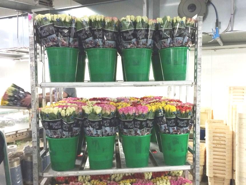 Morgen de eerste directe Fairtrade levering via <a href="/Plantion/">Plantion</a>. Goed nieuws voor ons én onze medewerkers!
