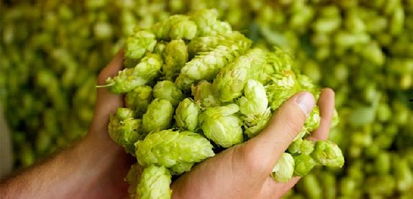 Bulldog_Addict's tweet image. Did you know #dogs should never eat #HOPS? Check these 25 TOXIC FOODS bit.ly/BulldogGUIDE