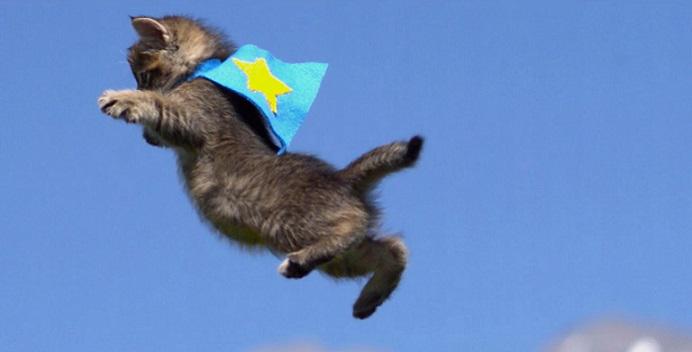 Кошки полетели. Кот летит. Летающие коты. Кошка прыгает. Котик в полете.