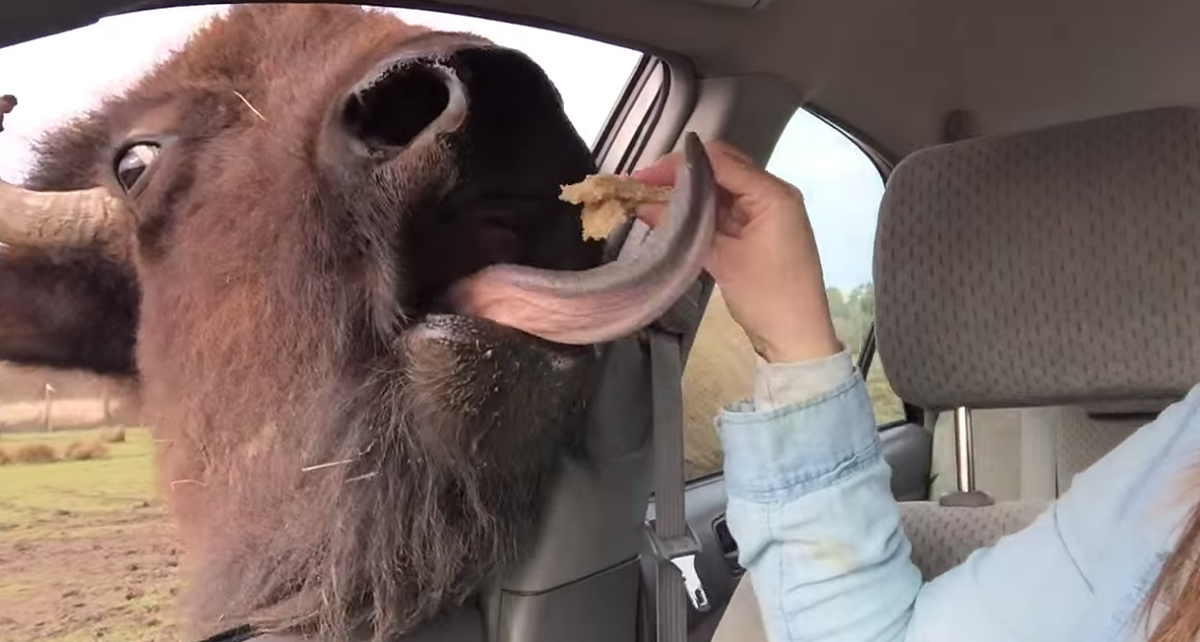 Link permanente da imagem incorporada