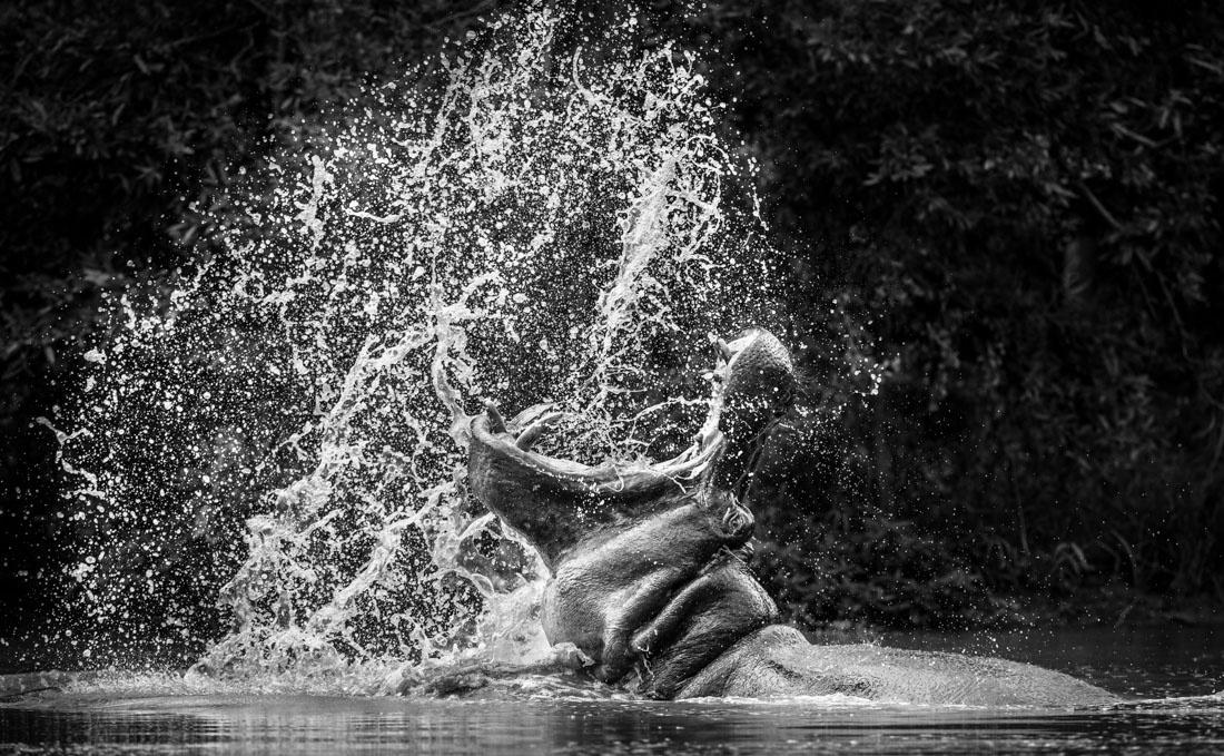500px's tweet photo. Hippo Rage by @MarlonDuToit: http://t.co/wuTnuwoq1O http://t.co/dRGNAYZP7K