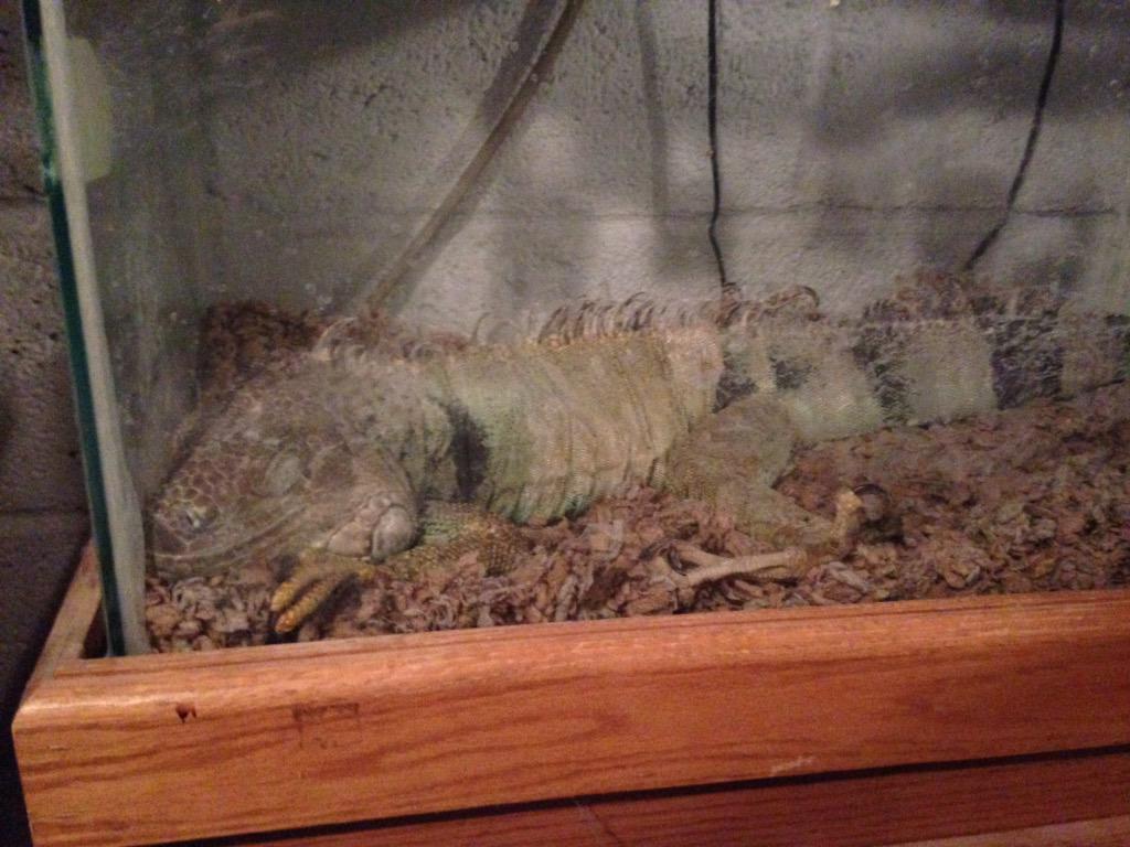 MsRuthYe's tweet photo. One of our PM's pet iguana #ASBwild #buasb #phillyphun http://t.co/2qEGFaE53W